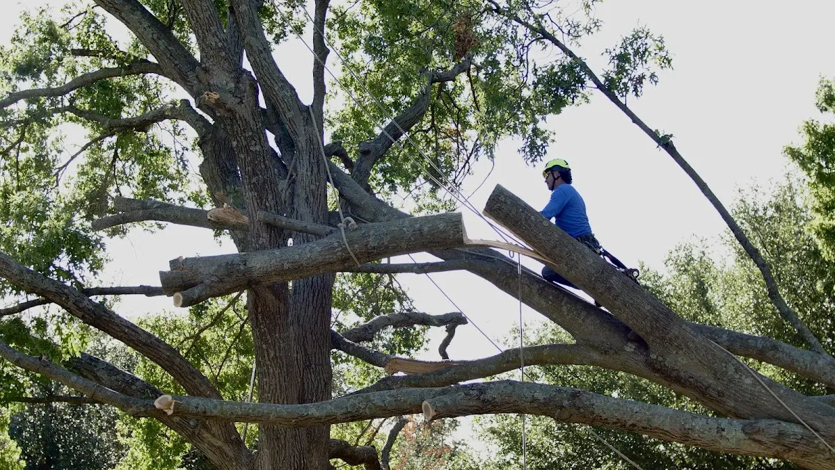 Professional Hazardous Tree Removal performed by certified arborists in Palisades