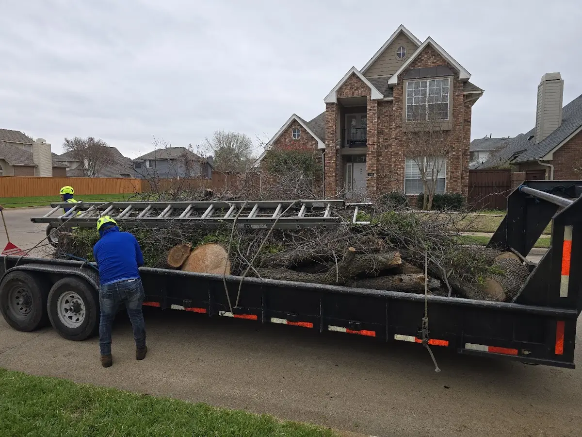 Expert Tree Removal with proper safety equipment in Palisades